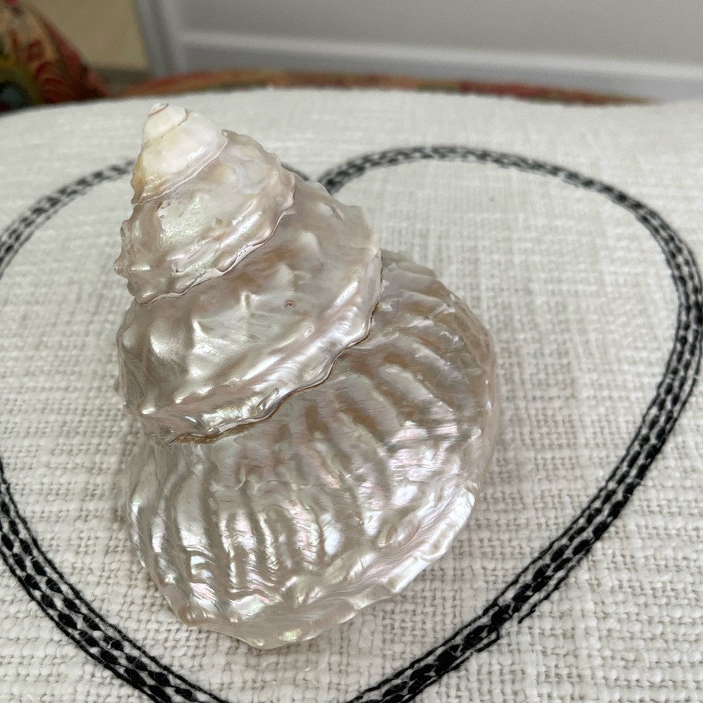 Wavy Top Turbo Shell 5 inches - Picture 3 of 8